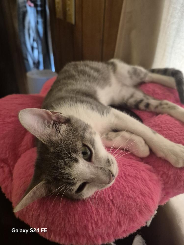 Enlarge Chip, a Adoptable Domestic Short Hair in Kannapolis, NC image 3/6