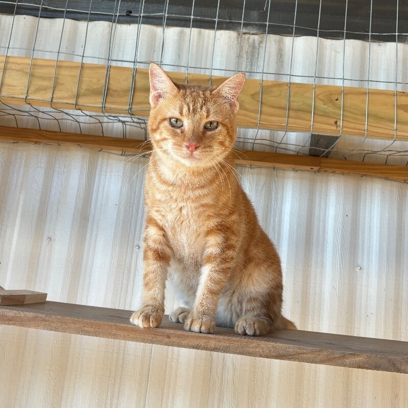 Cat for adoption Ron Weasley, a Domestic Short Hair Mix in Richmond