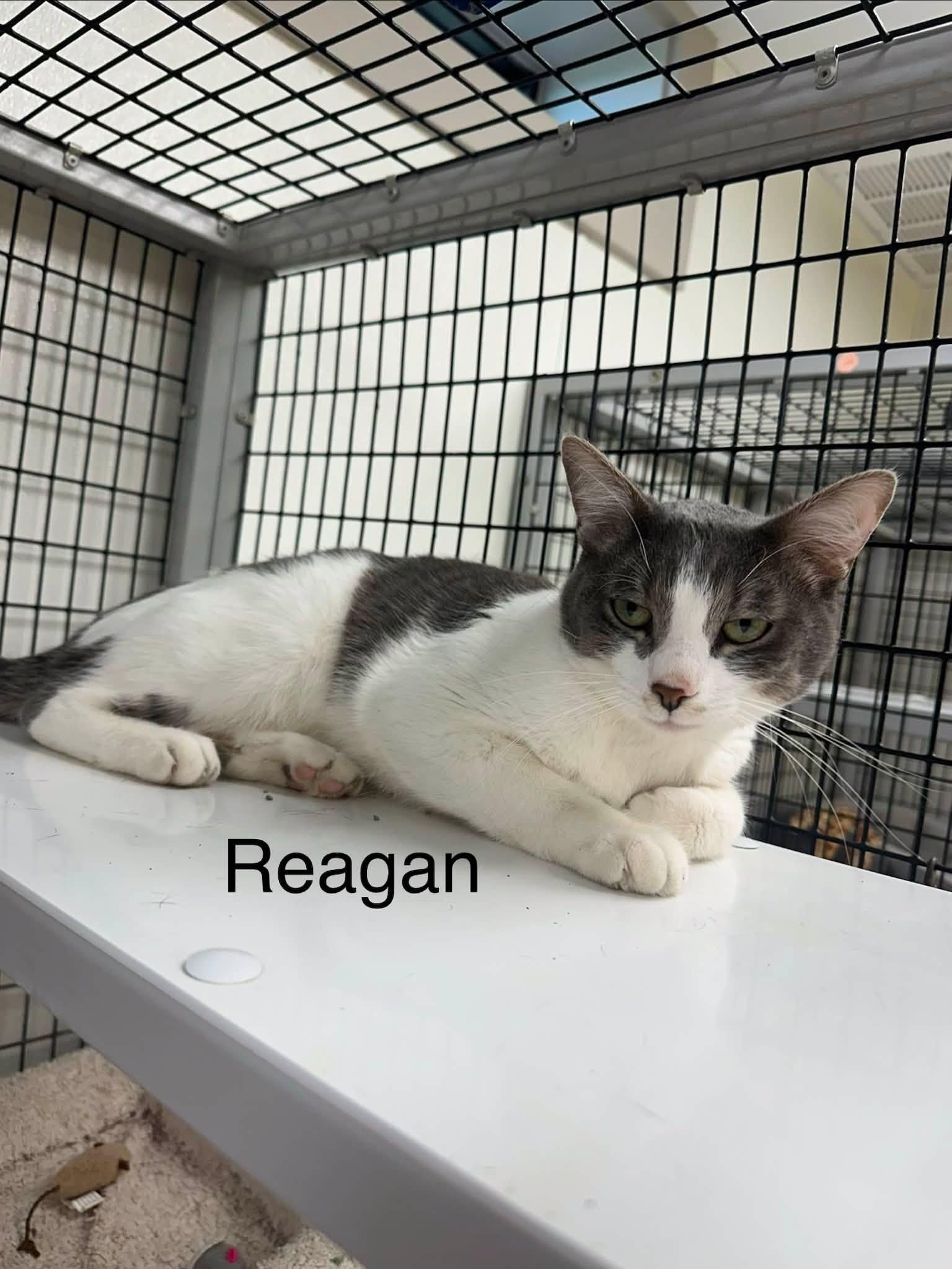 Reagan, ADOPTABLE, Adult Male Domestic Short Hair.