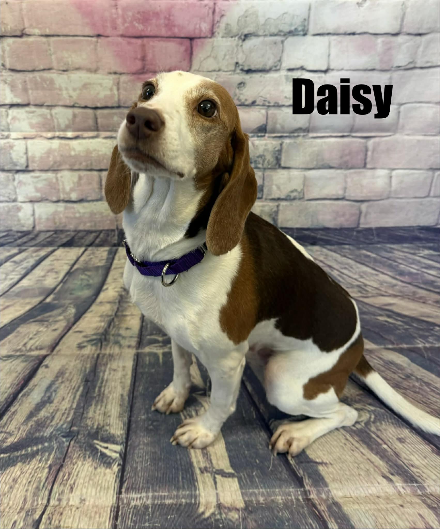Enlarge Daisy, a ADOPTABLE Beagle in Quincy, MI image 1/3