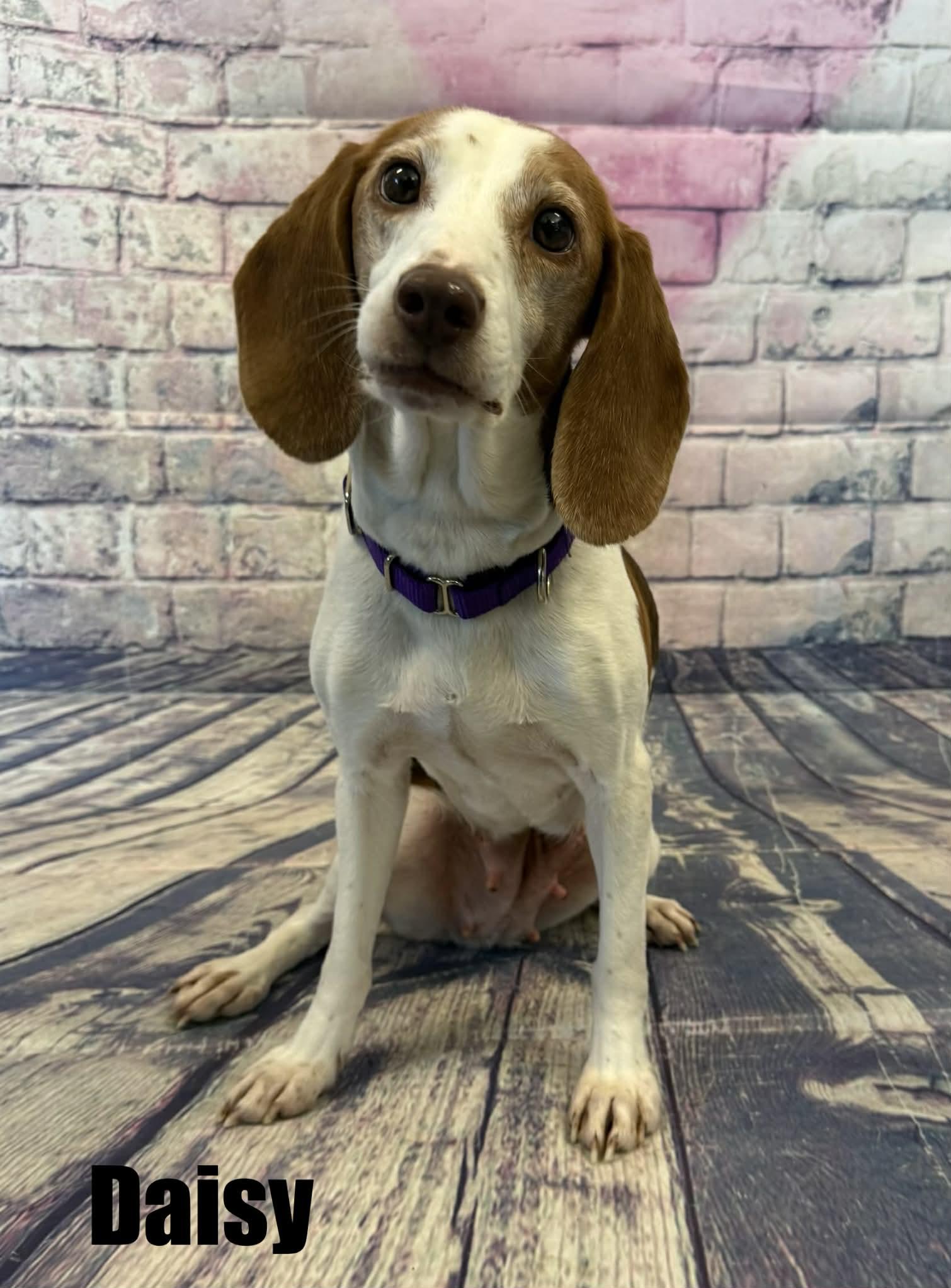 Enlarge Daisy, a ADOPTABLE Beagle in Quincy, MI image 2/3