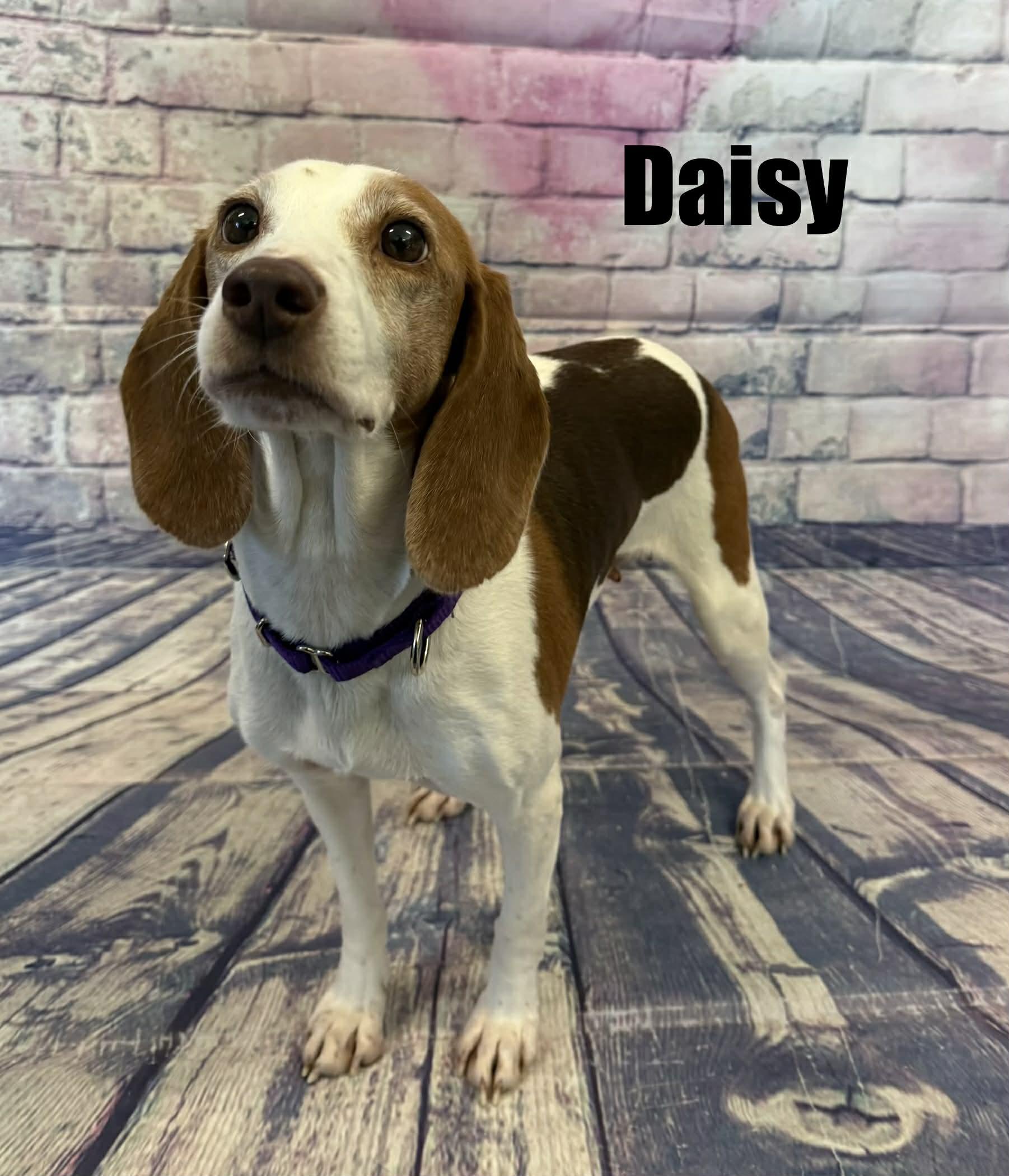 Enlarge Daisy, a ADOPTABLE Beagle in Quincy, MI image 3/3