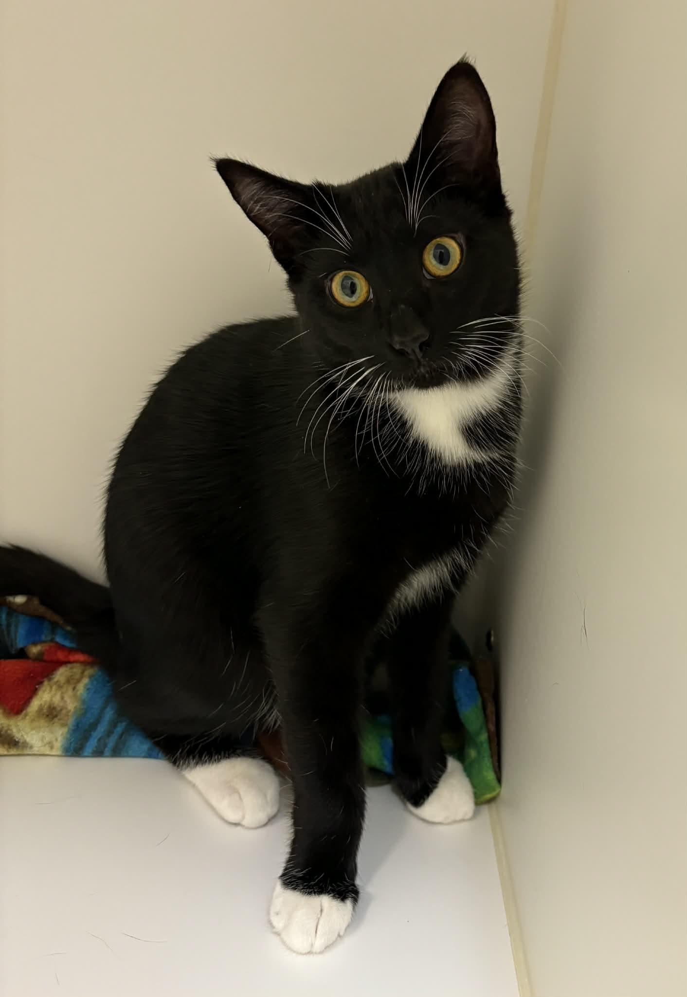 Enlarge Milo, a Adoptable Domestic Short Hair in Grants Pass, OR image 1/1
