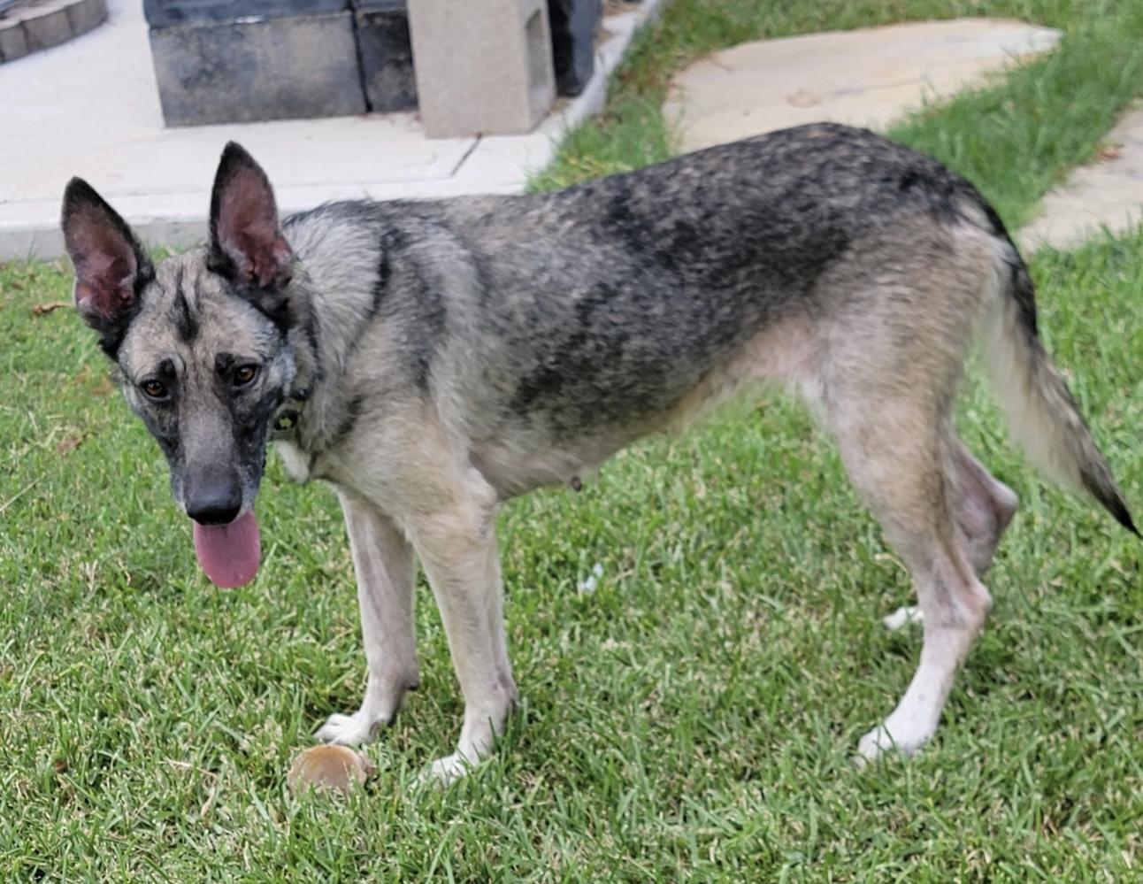 Enlarge Ruby Tuesday, a Adoptable German Shepherd Dog in Dallas, TX image 4/6