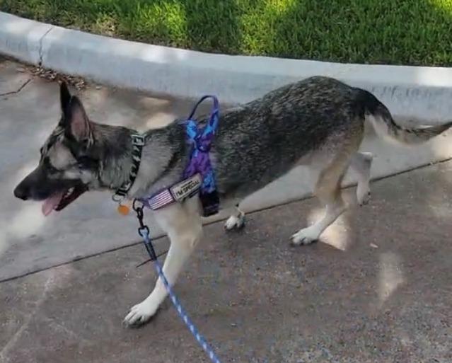 Enlarge Ruby Tuesday, a Adoptable German Shepherd Dog in Dallas, TX image 6/6