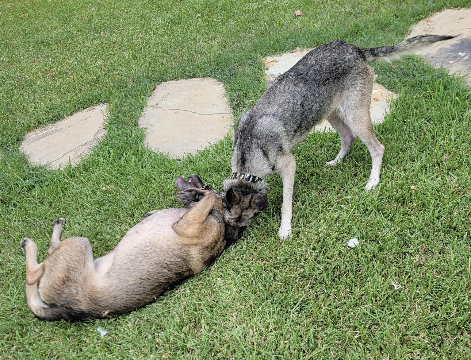 Enlarge Ruby Tuesday, a Adoptable German Shepherd Dog in Dallas, TX image 3/6