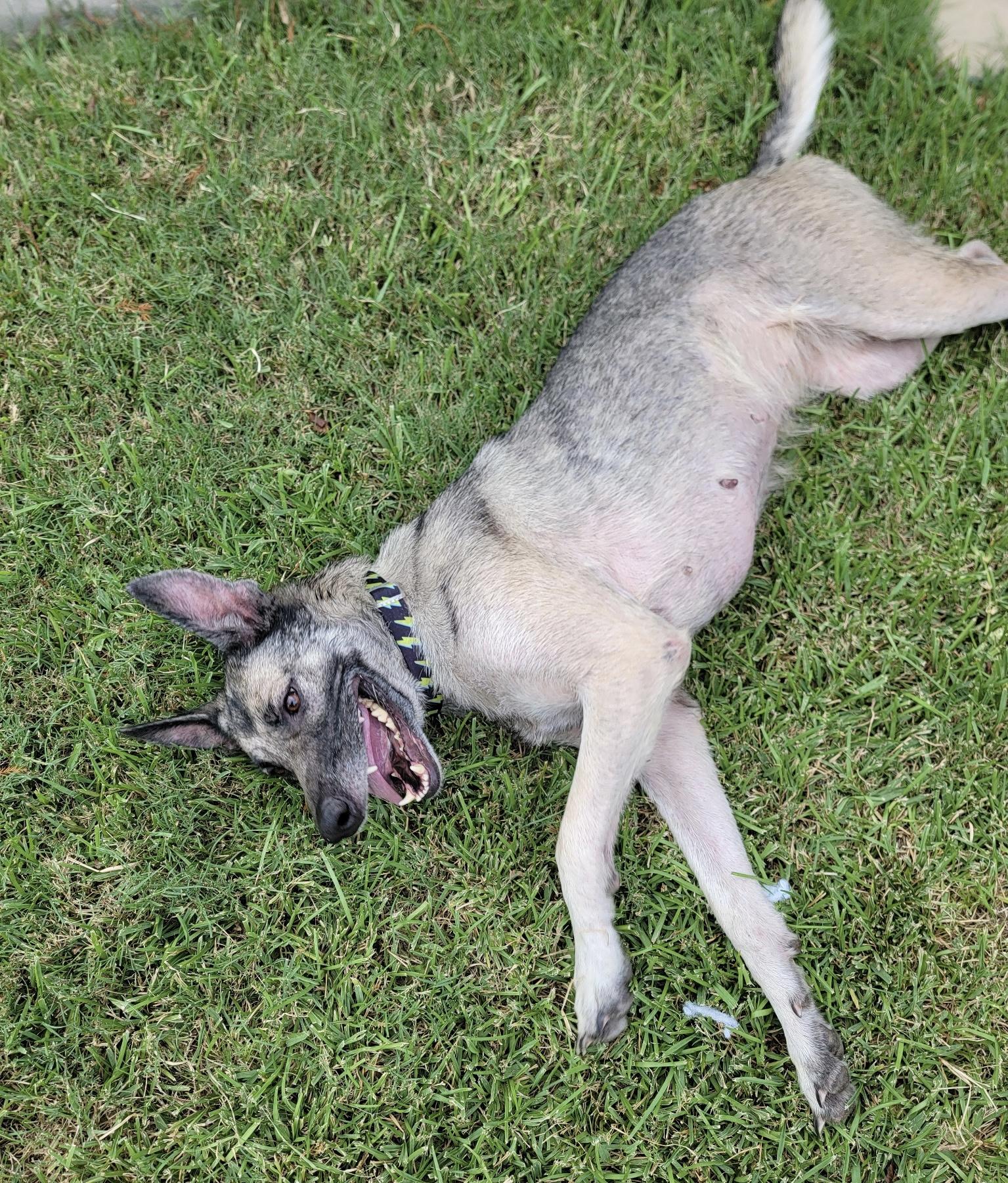 Enlarge Ruby Tuesday, a Adoptable German Shepherd Dog in Dallas, TX image 2/6
