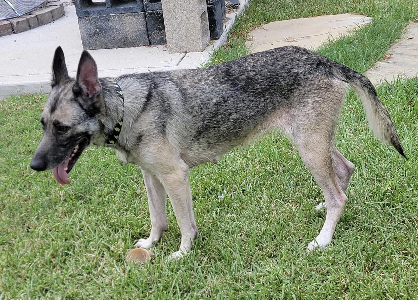 Ruby Tuesday, Adoptable, Young Female German Shepherd Dog.