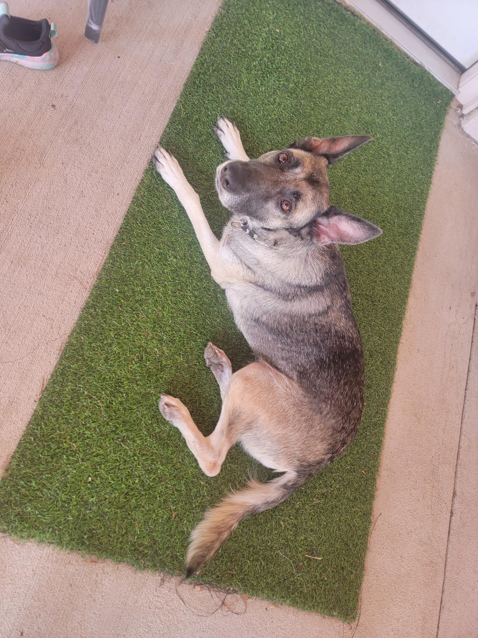 Enlarge Ruby Tuesday, a Adoptable German Shepherd Dog in Dallas, TX image 5/6