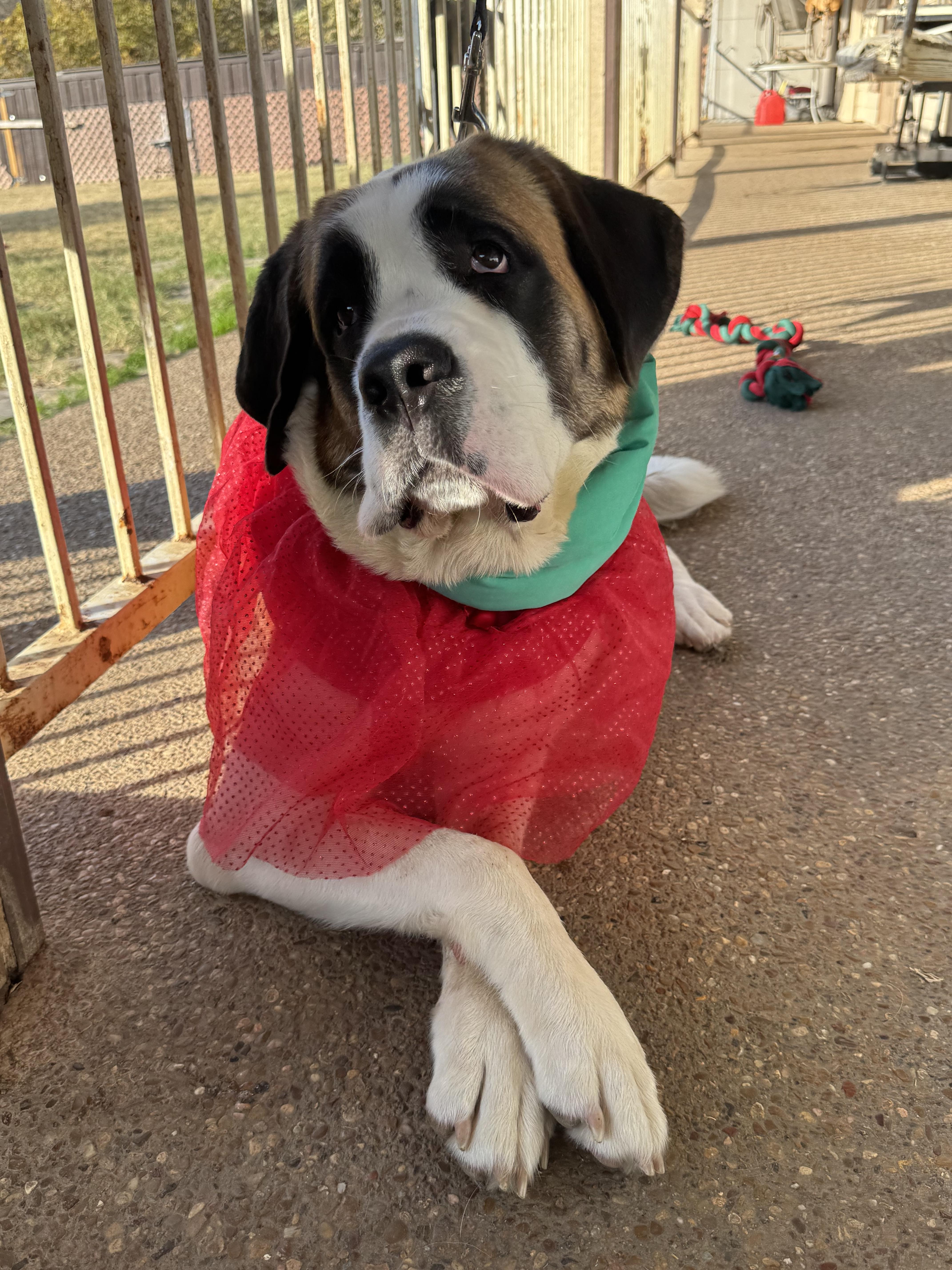 Tiny, Adoptable, Adult Female Saint Bernard.