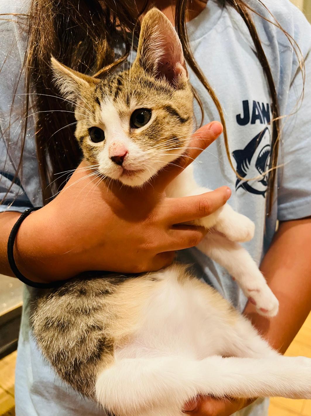 Bear, Adoptable, Young Male Domestic Short Hair.