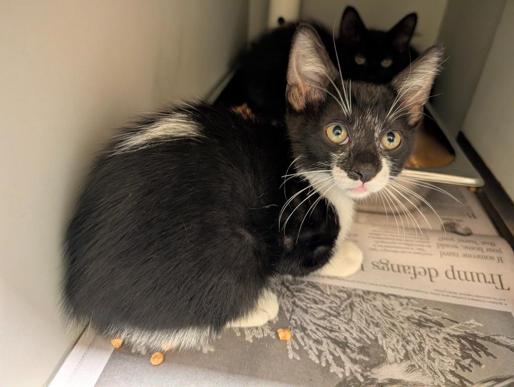 Pecan Pie, Adoptable, Kitten Male Domestic Short Hair.