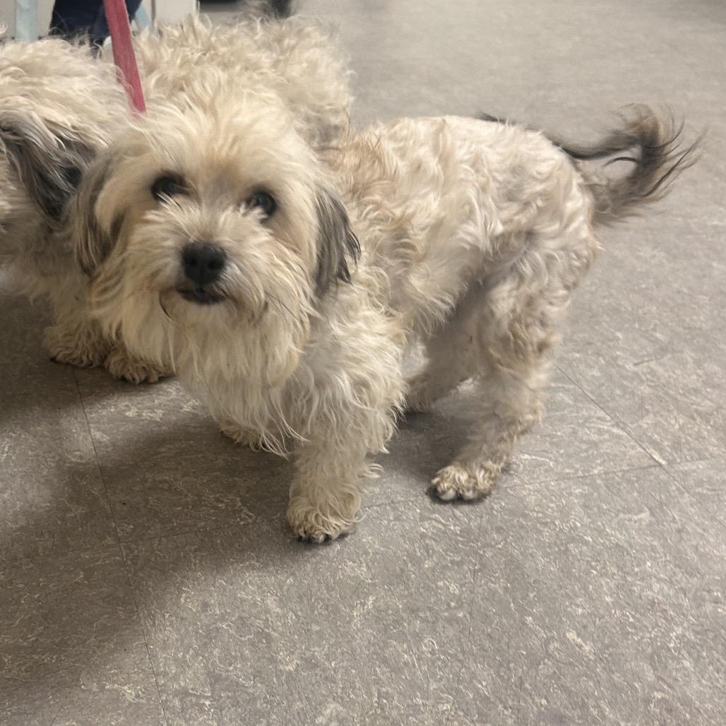 Enlarge Royalty, a Adoptable Shih Tzu in West Chester, PA image 1/2