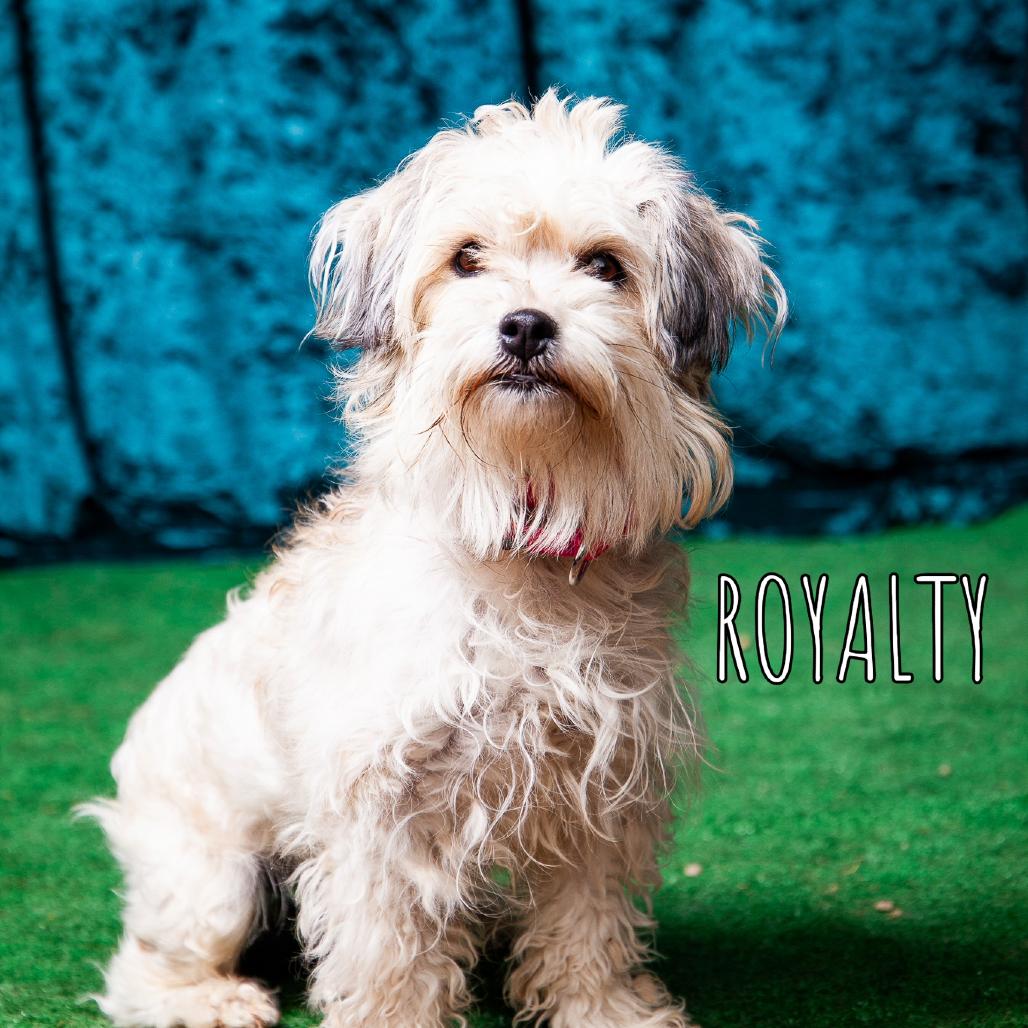 Enlarge Royalty, a Adoptable Shih Tzu in West Chester, PA image 2/2