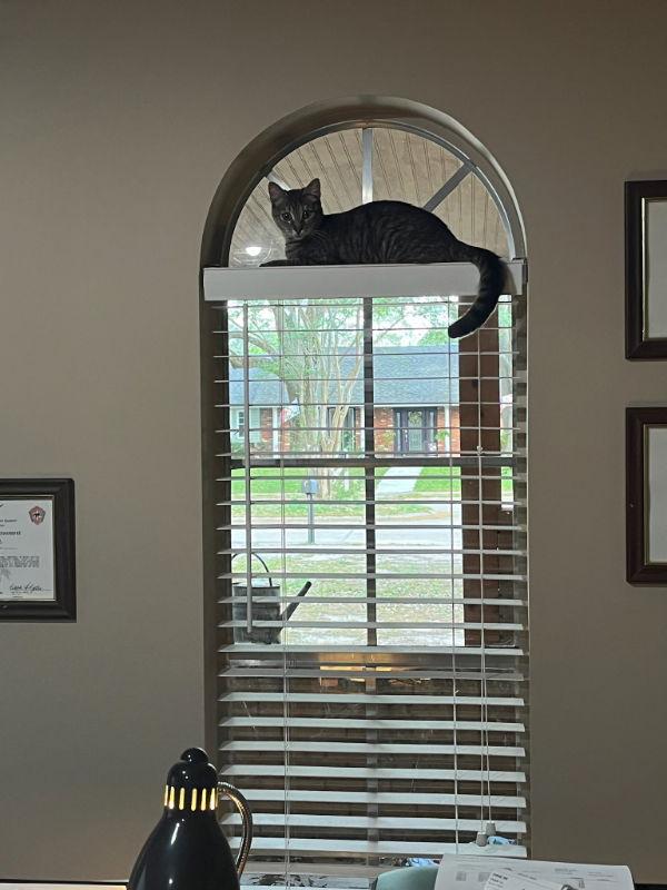 Little Girl, Adoptable, Adult Female Tabby & Domestic Short Hair.