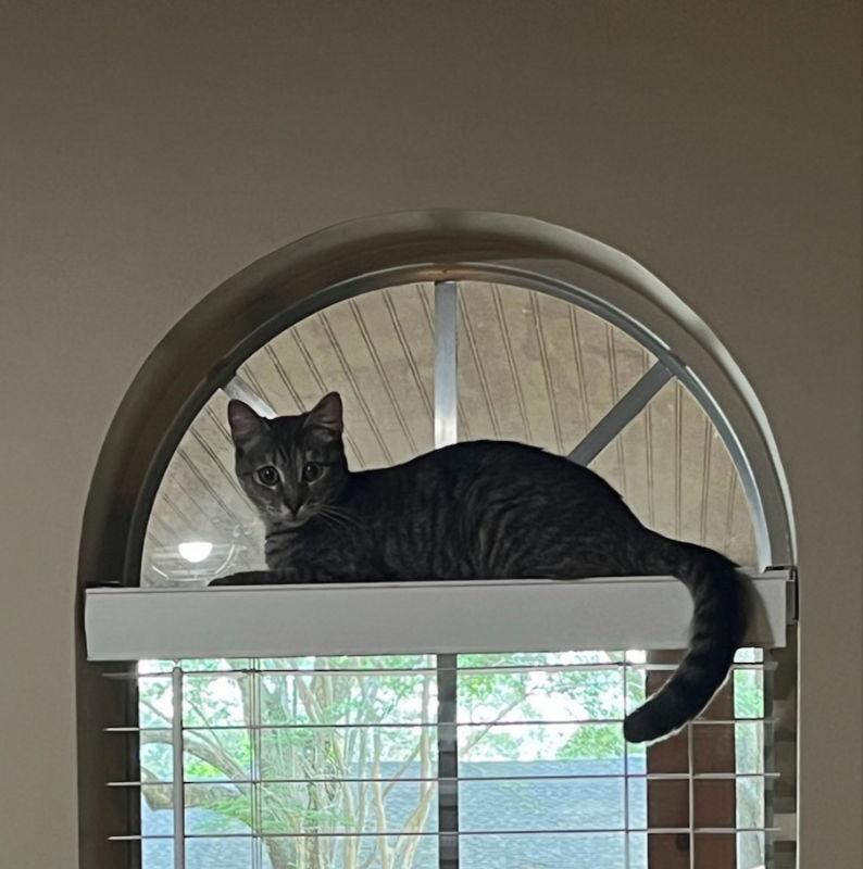 Enlarge Little Girl, a Adoptable mixed breed in Pineville, LA image 2/2