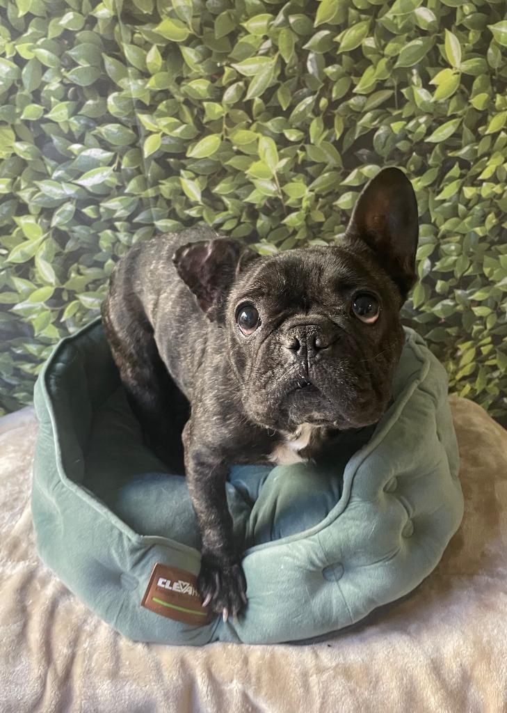 Ivie, Adoptable, Adult Female French Bulldog.