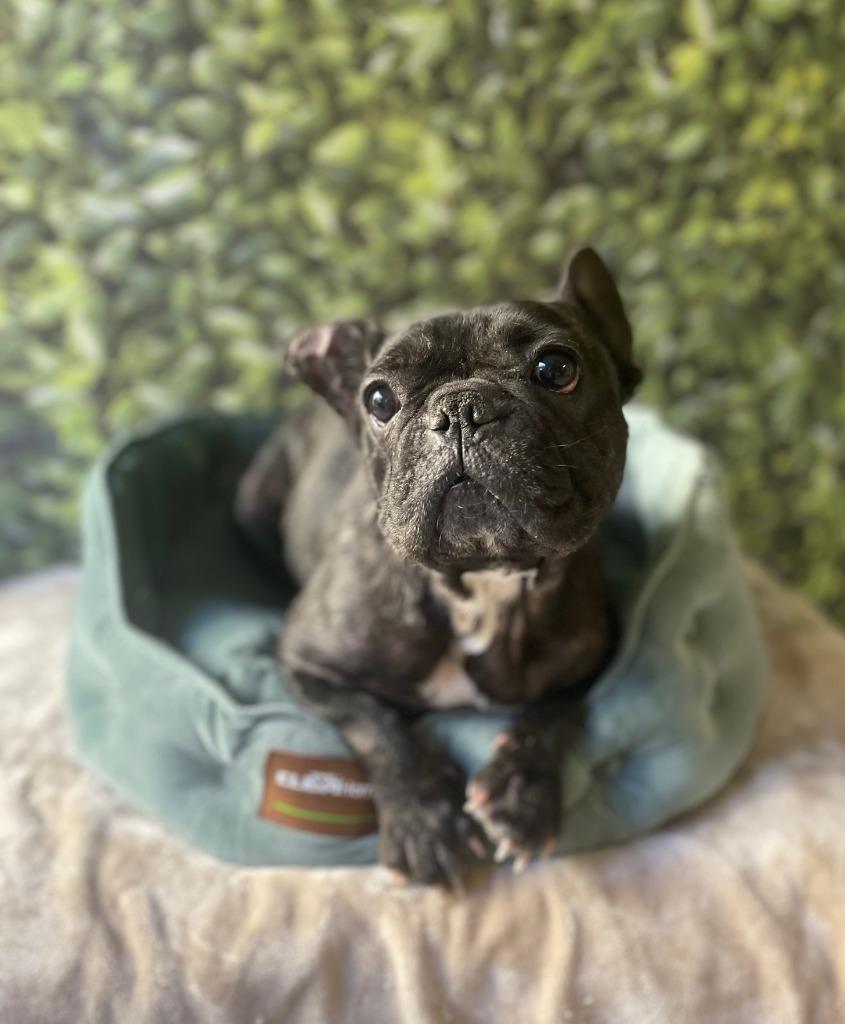 Enlarge Ivie, a Adoptable French Bulldog in Fort Worth, TX image 3/3