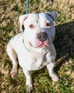 Enlarge DA 28 Bravo, a Adoptable Pit Bull Terrier in Glen Allen, VA image 1/3
