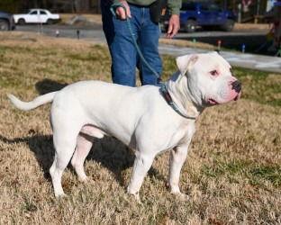 Enlarge DA 28 Bravo, a Adoptable Pit Bull Terrier in Glen Allen, VA image 2/3