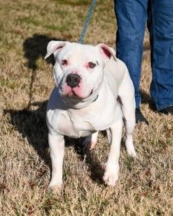 Enlarge DA 28 Bravo, a Adoptable Pit Bull Terrier in Glen Allen, VA image 3/3