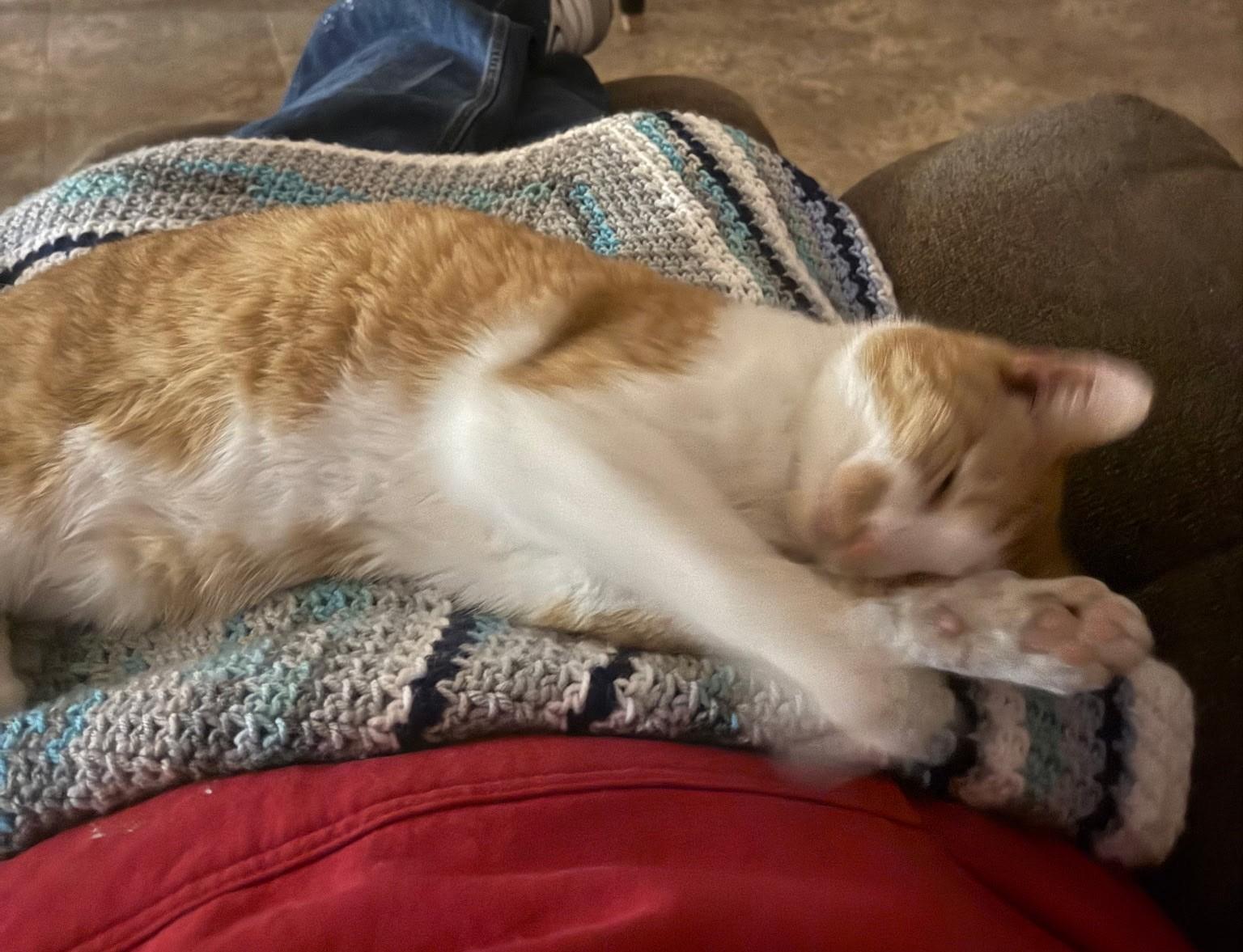 Friskie, adopted, Adult Male Domestic Short Hair.