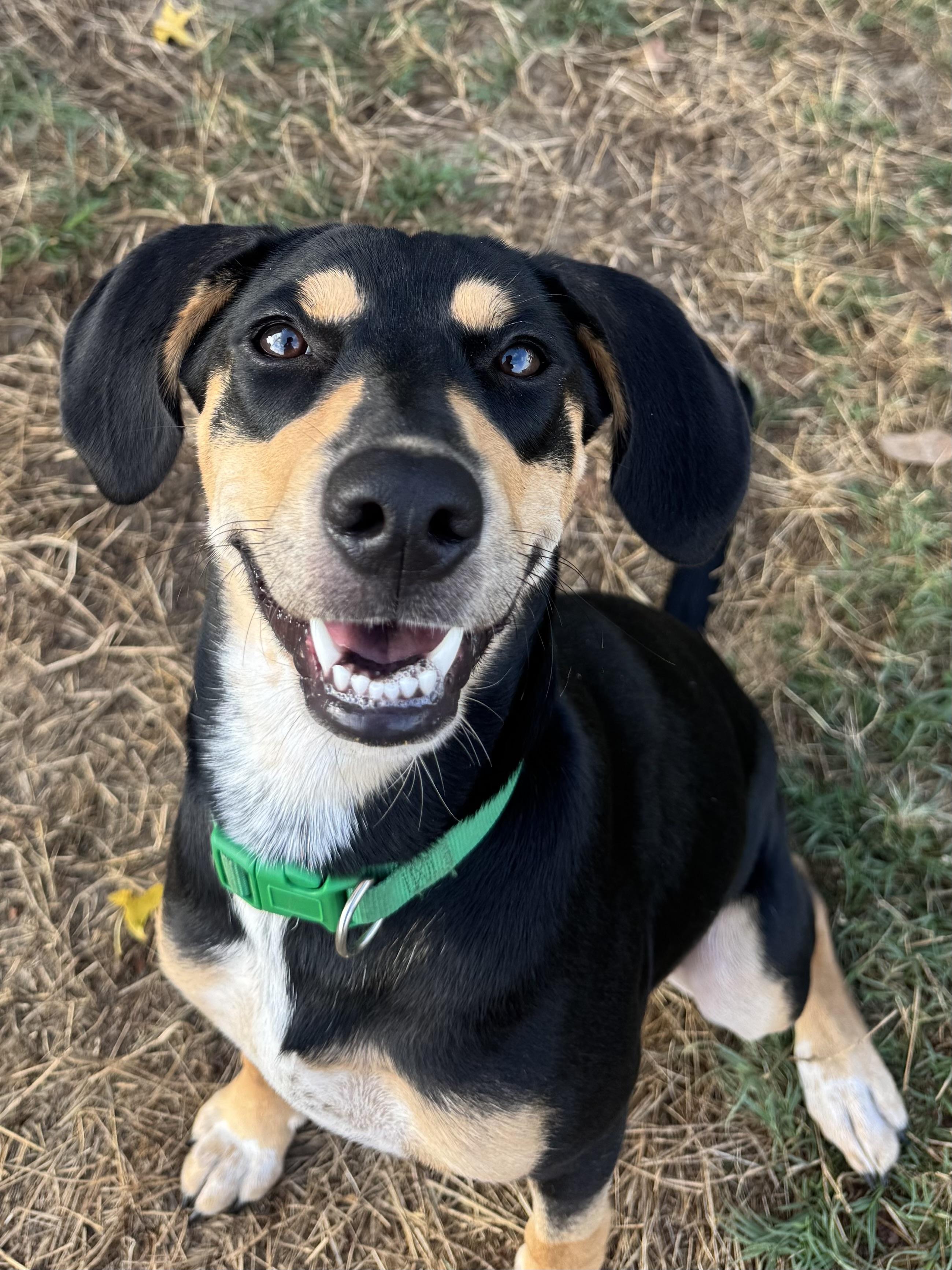 Enlarge Marsha Dale, a Adoptable mixed breed in Scroggins, TX image 4/6