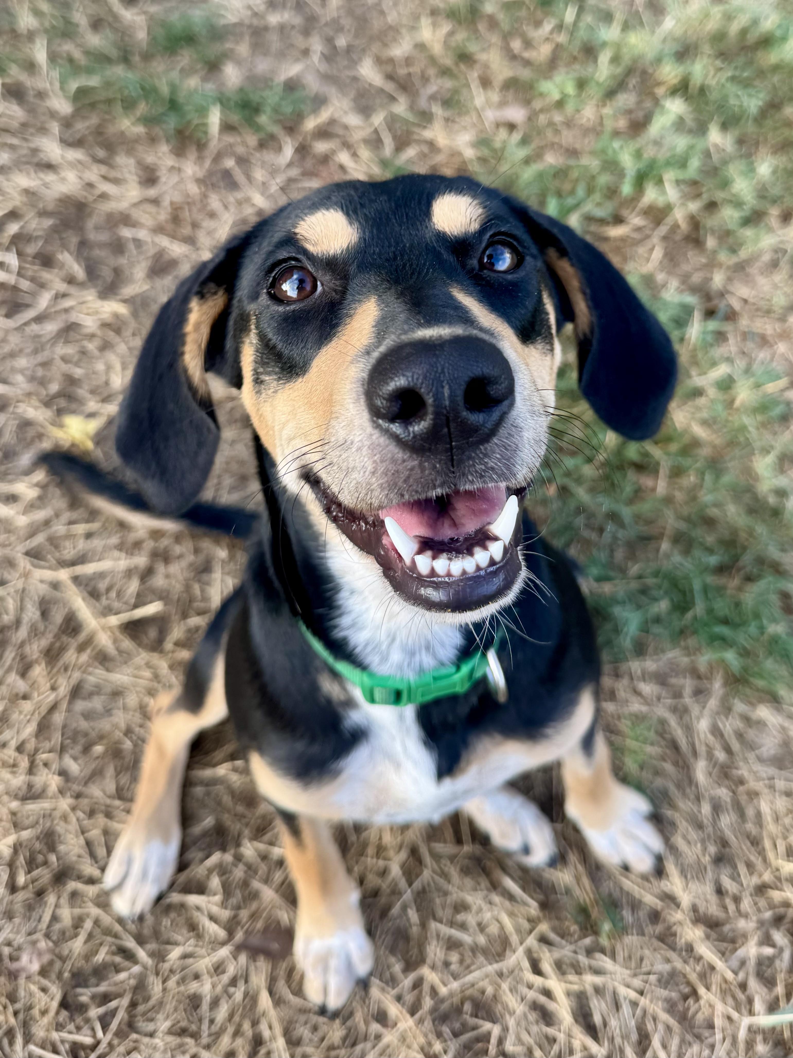 Marsha Dale, Adoptable, Young Female Hound & Labrador Retriever.