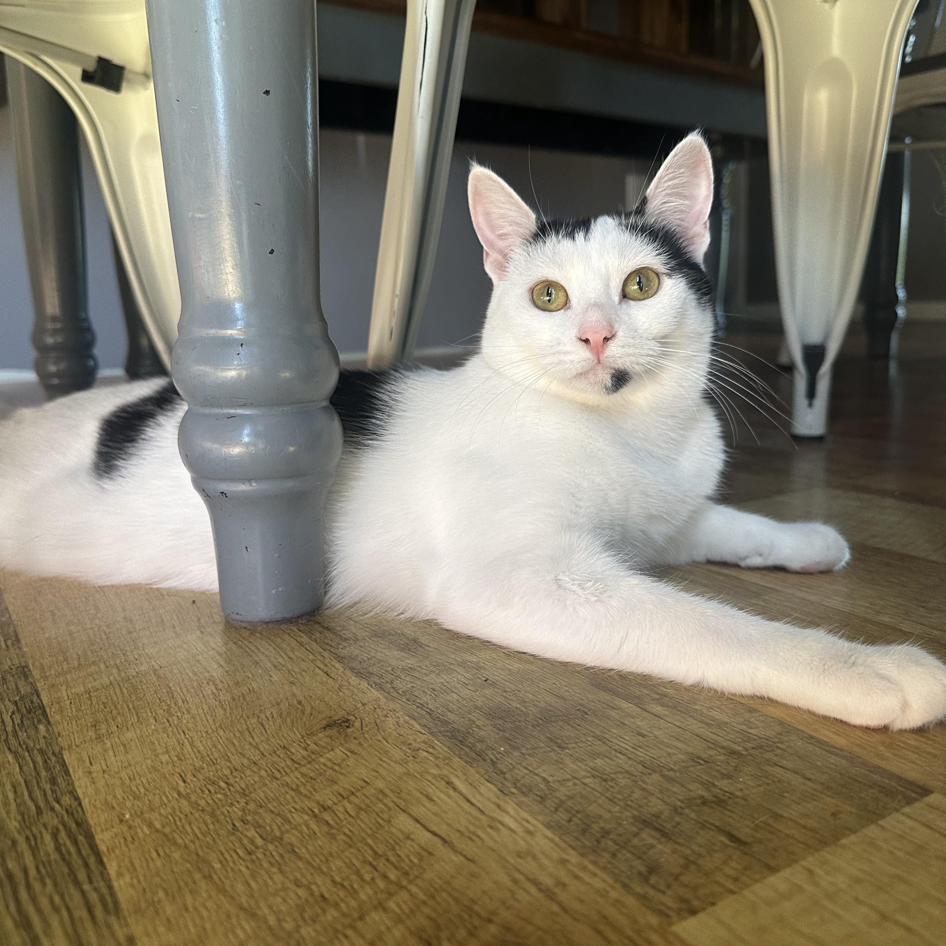 Enlarge Juno, an adoptable Domestic Short Hair in Lacona, NY image 1/6