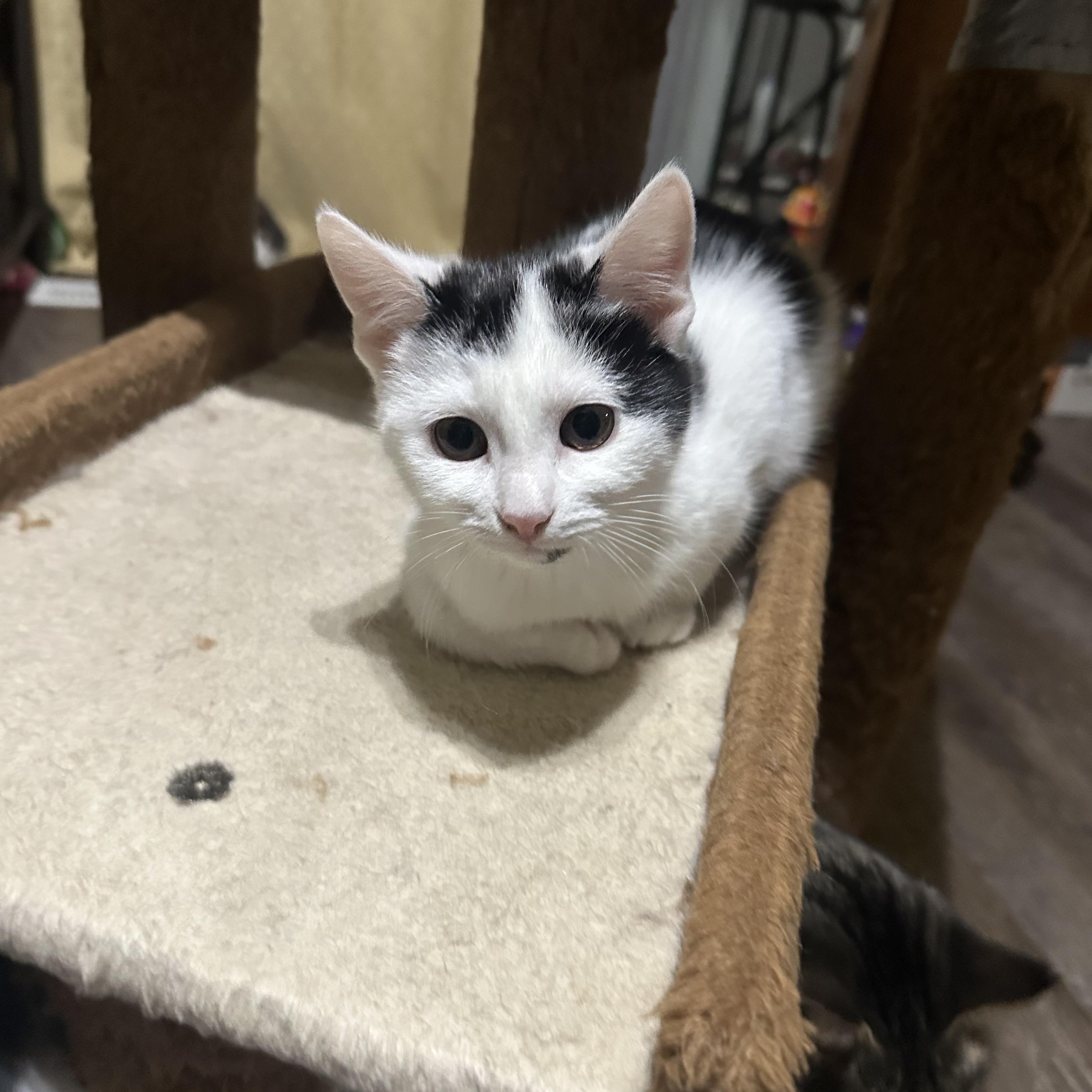 Enlarge Juno, an adoptable Domestic Short Hair in Lacona, NY image 3/5