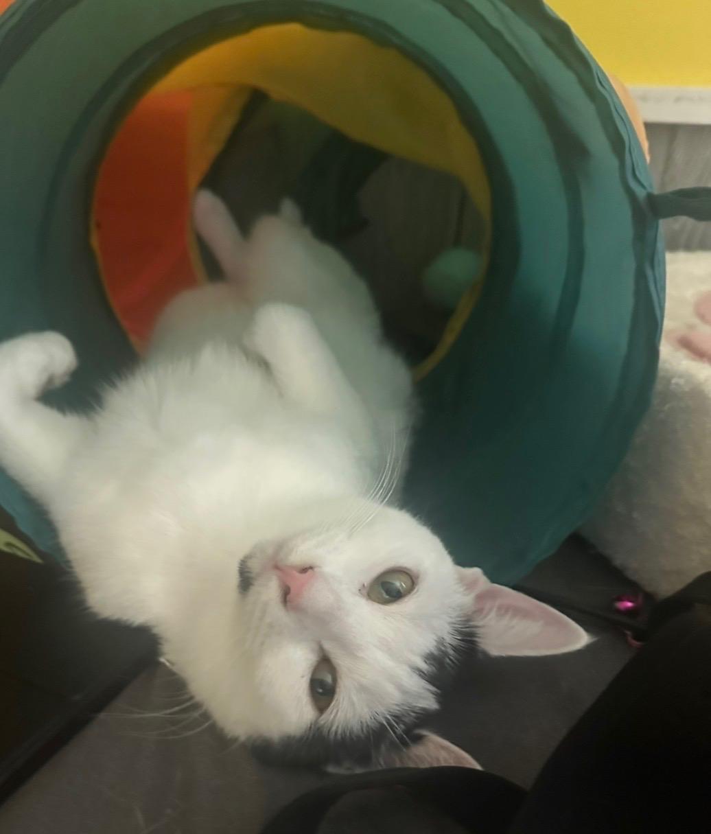 Juno, adoptable, Kitten Female Domestic Short Hair.