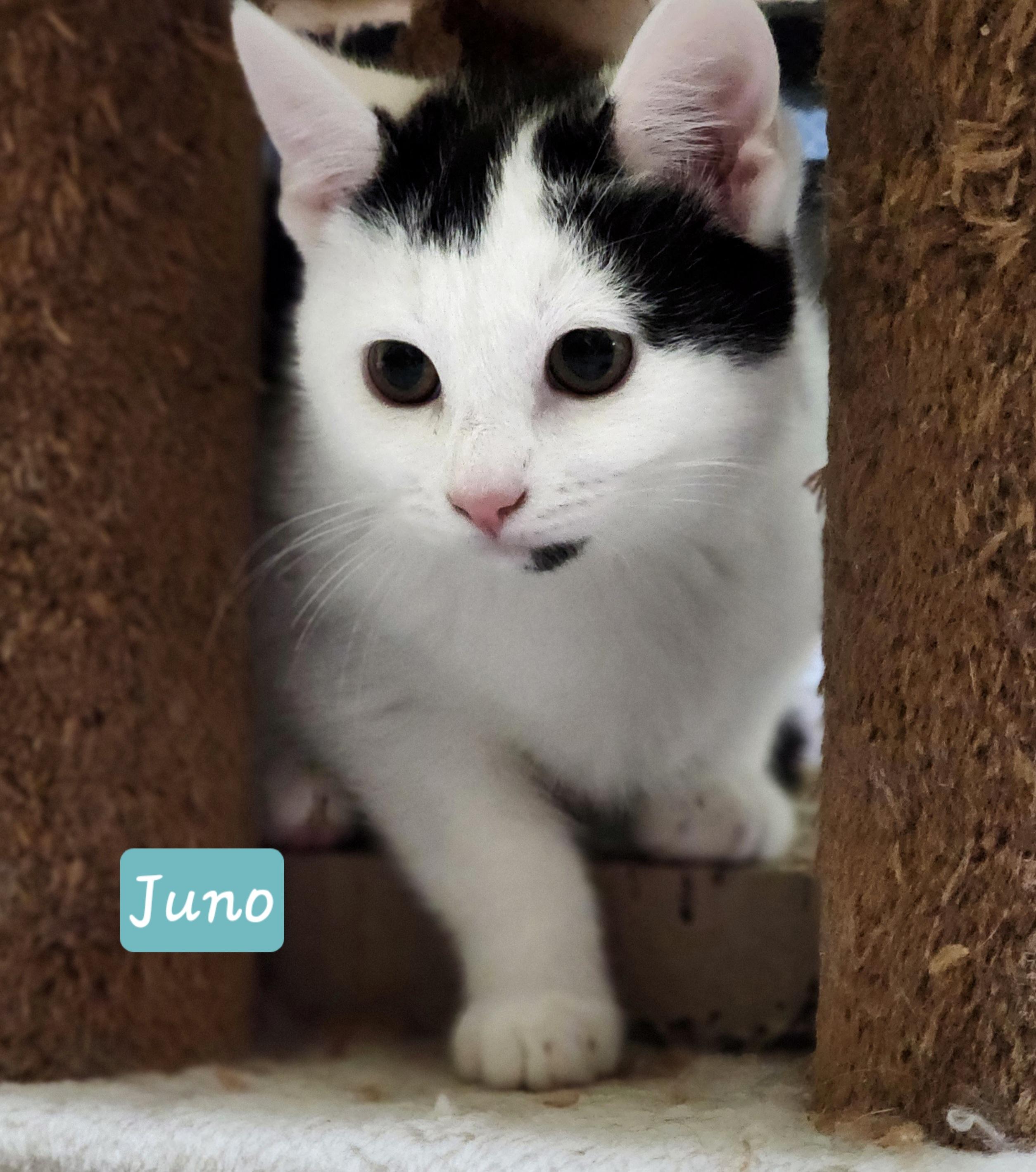 Enlarge Juno, an adoptable Domestic Short Hair in Lacona, NY image 2/5