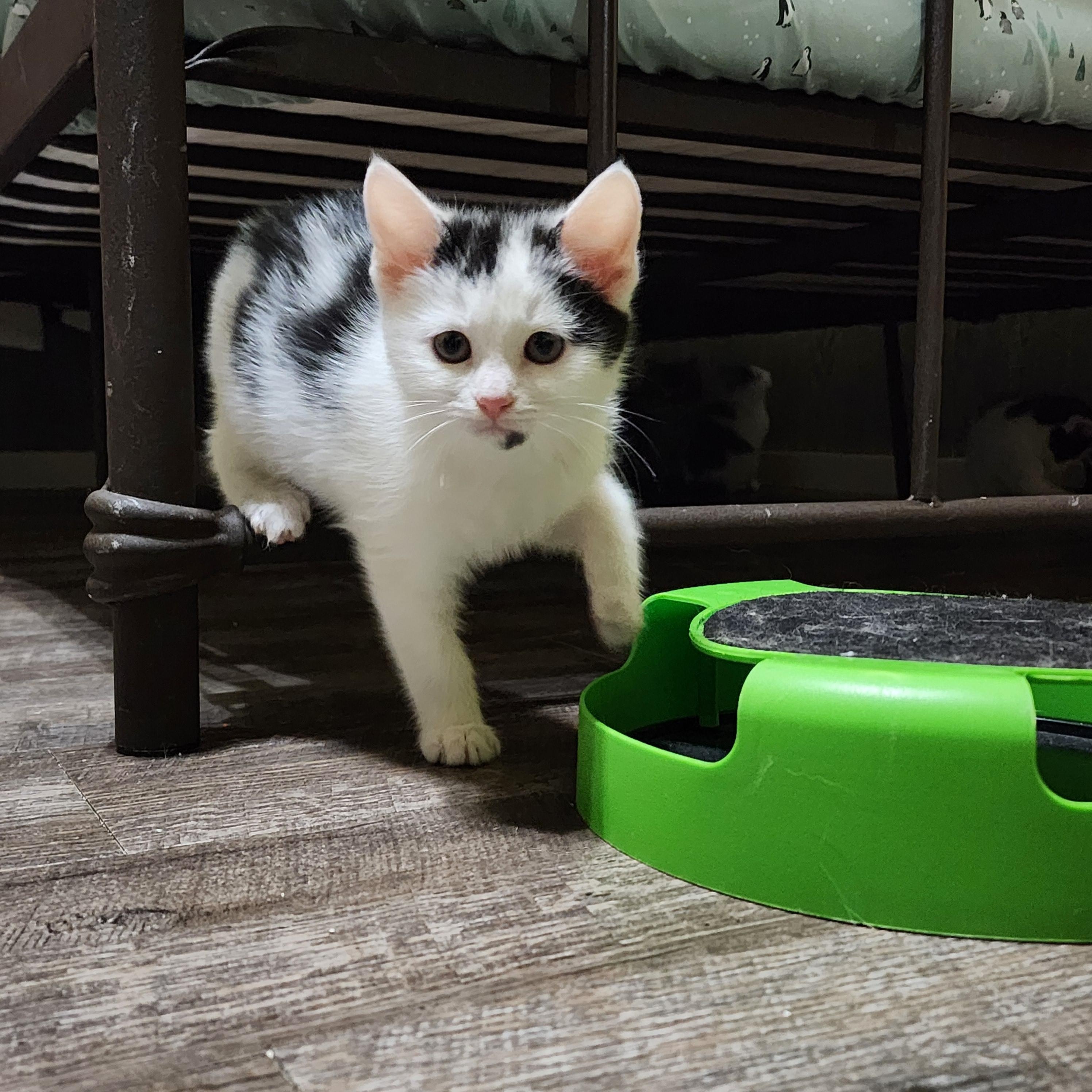 Enlarge Juno, an adoptable Domestic Short Hair in Lacona, NY image 4/5