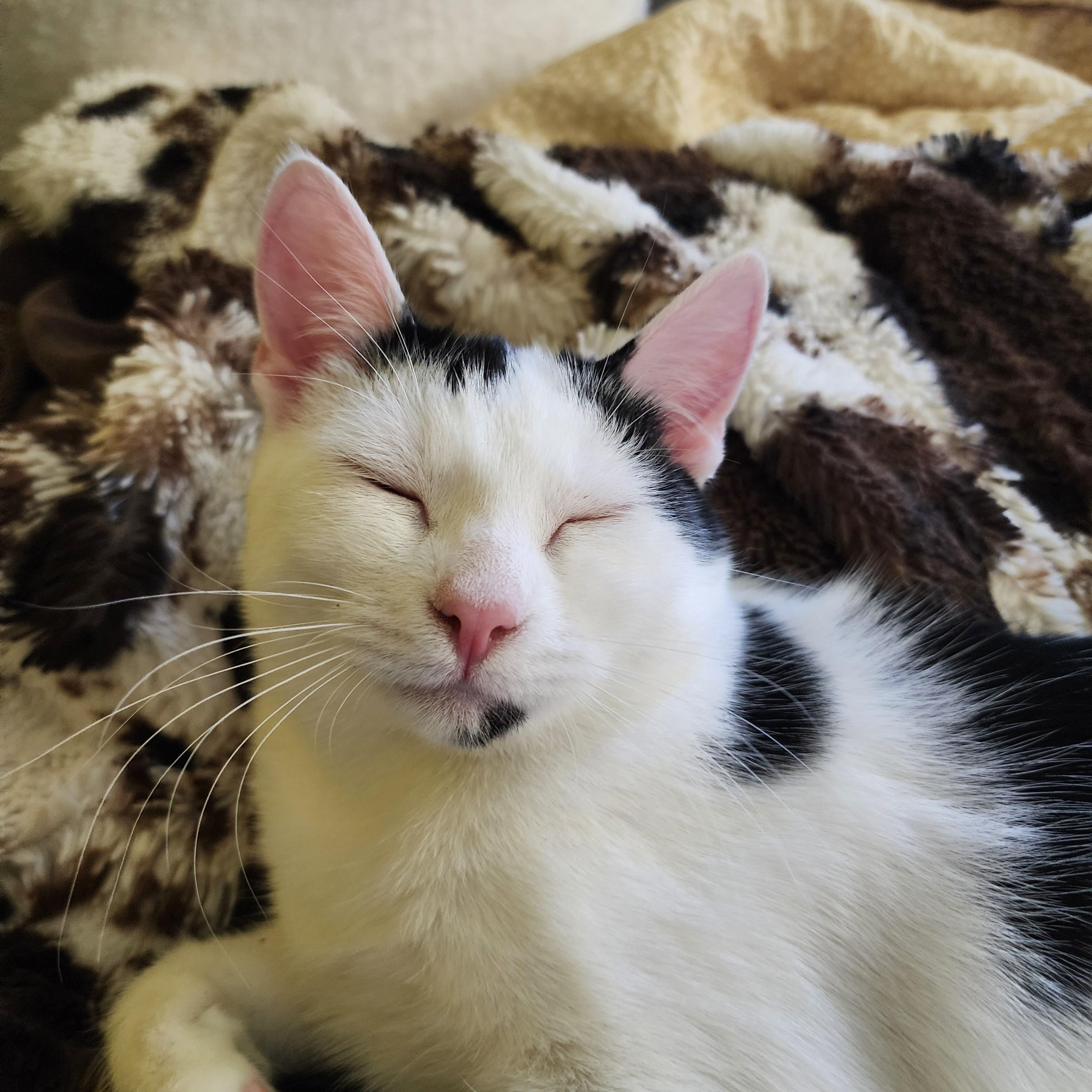 Enlarge Juno, an adoptable Domestic Short Hair in Lacona, NY image 1/5
