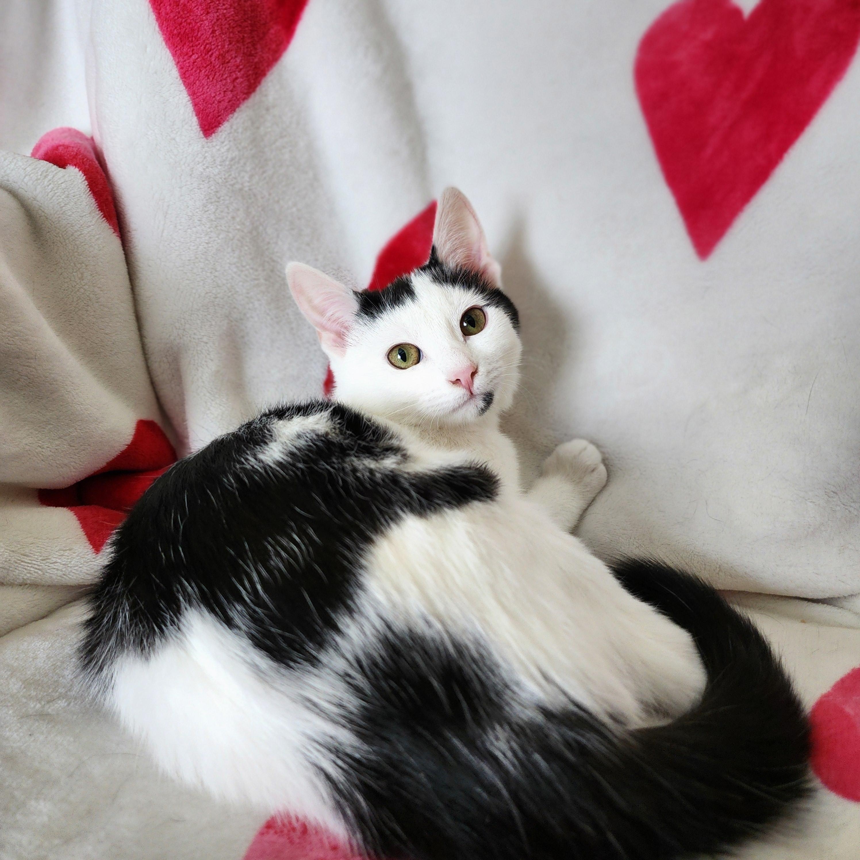 Enlarge Juno, an adoptable Domestic Short Hair in Lacona, NY image 1/5