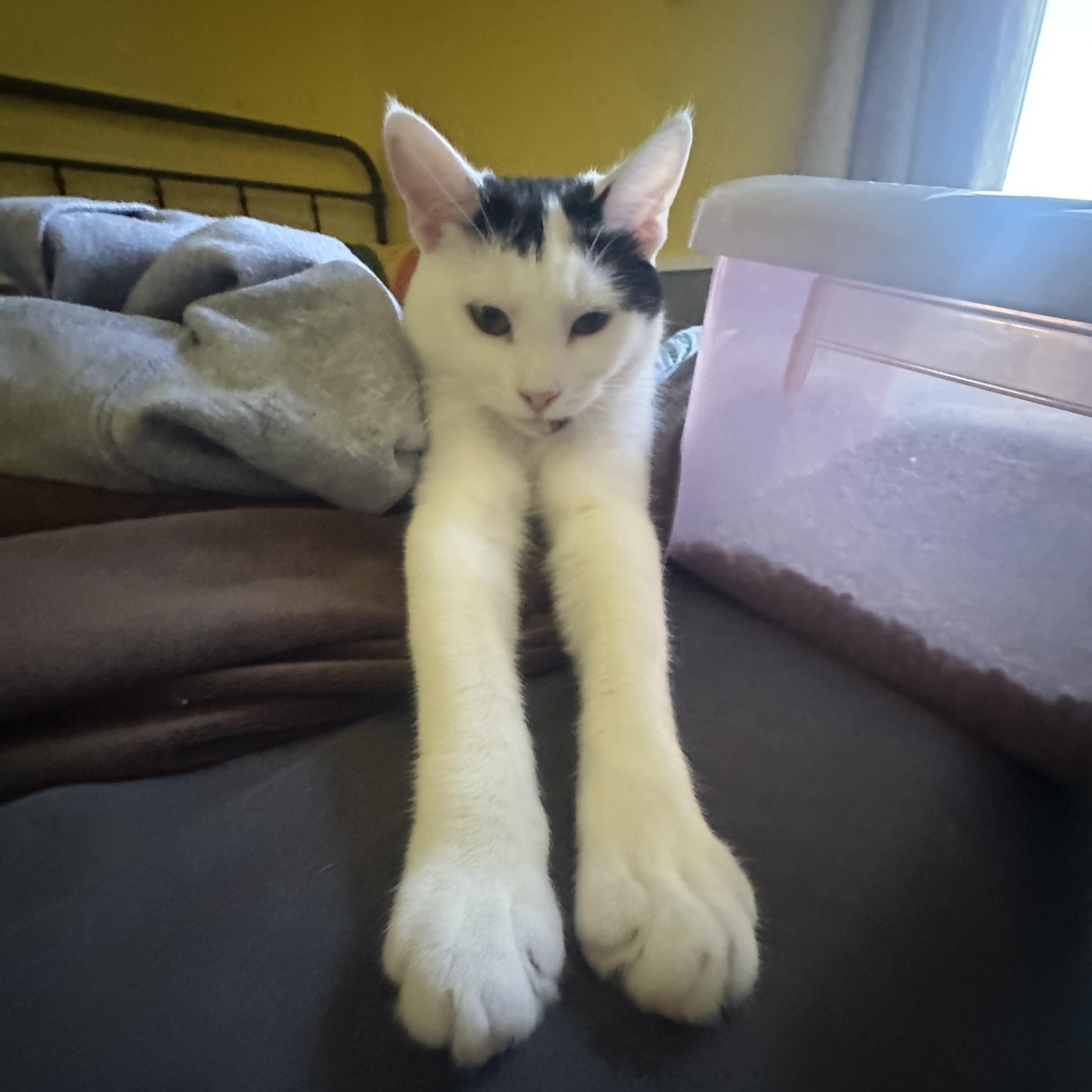 Enlarge Juno, an adoptable Domestic Short Hair in Lacona, NY image 6/6
