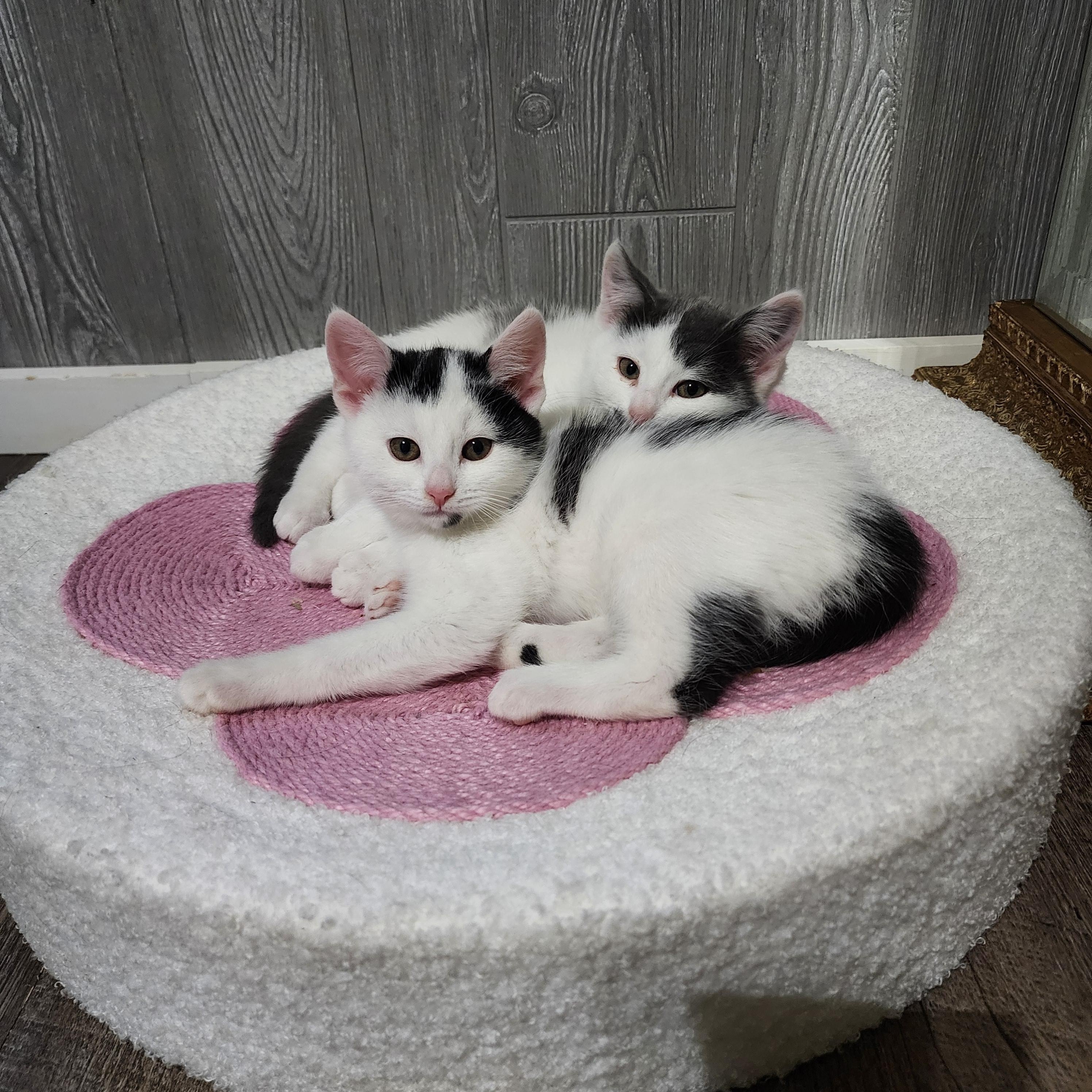 Enlarge Juno, an adoptable Domestic Short Hair in Lacona, NY image 5/5