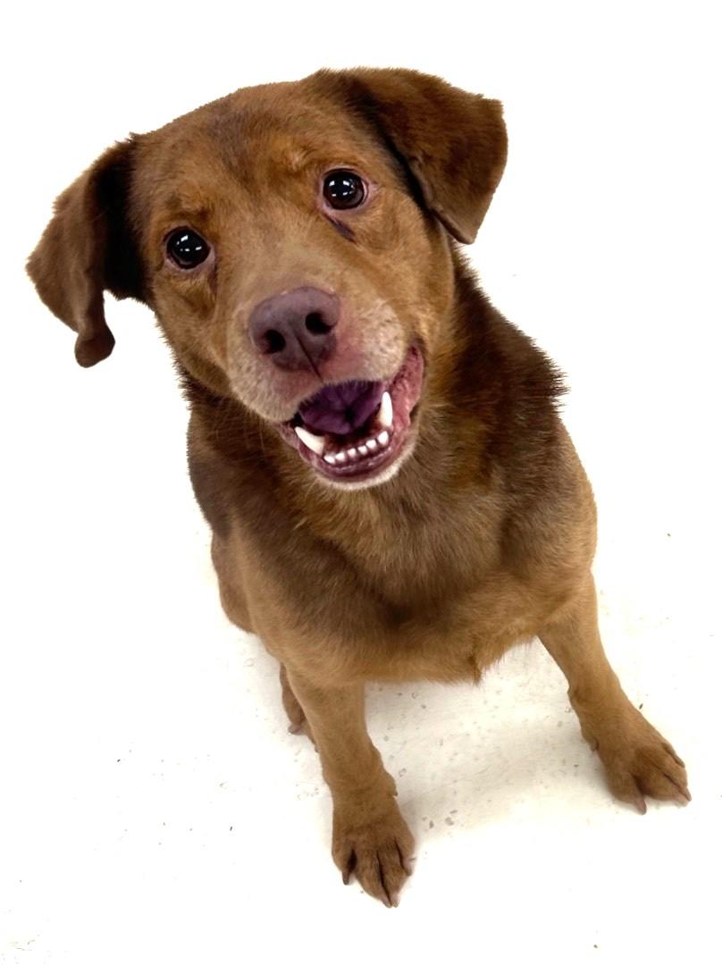 Rubin (bonded With Cherise) photo 1