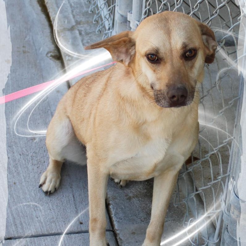 Belle, ADOPTABLE, Adult Female Mixed Breed.