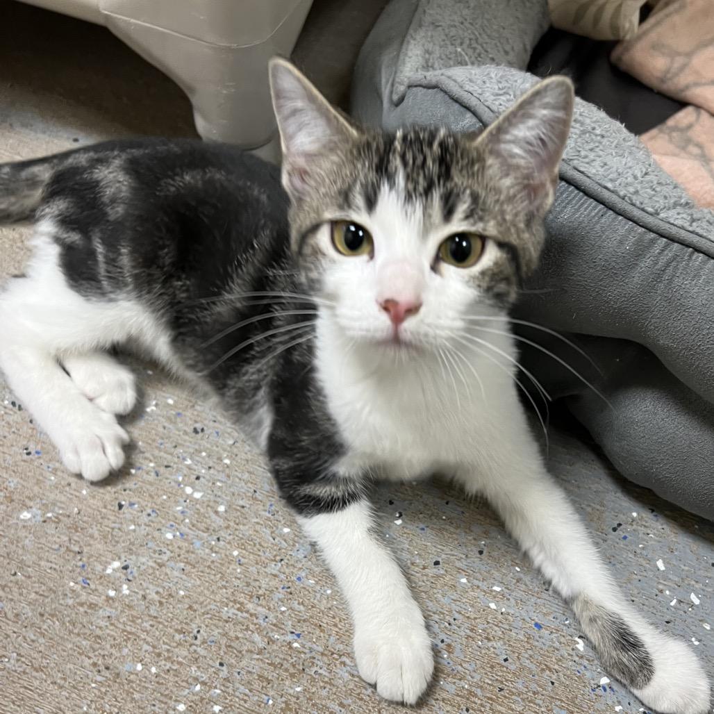 Enlarge Thumper, a Adoptable Domestic Short Hair in Pekin, IL image 1/2