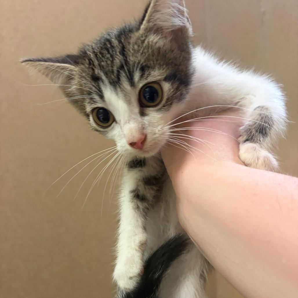 Thumper, Adoptable, Kitten Male Domestic Short Hair.
