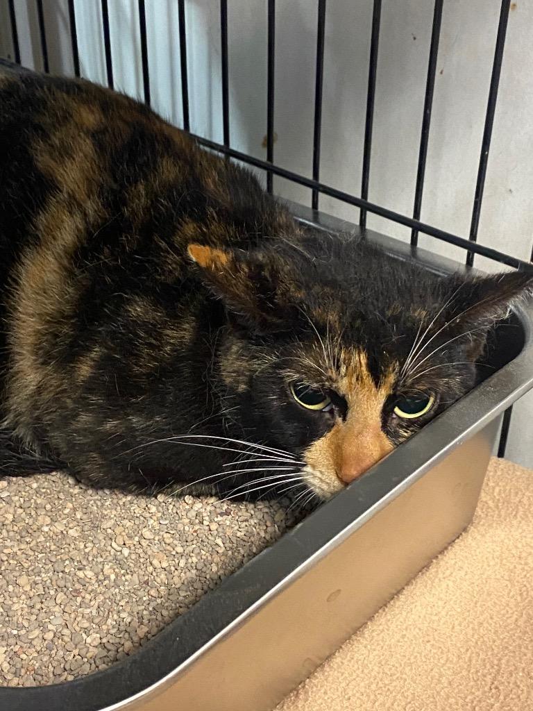 Trap Queen, Adoptable, Young Female Domestic Short Hair.