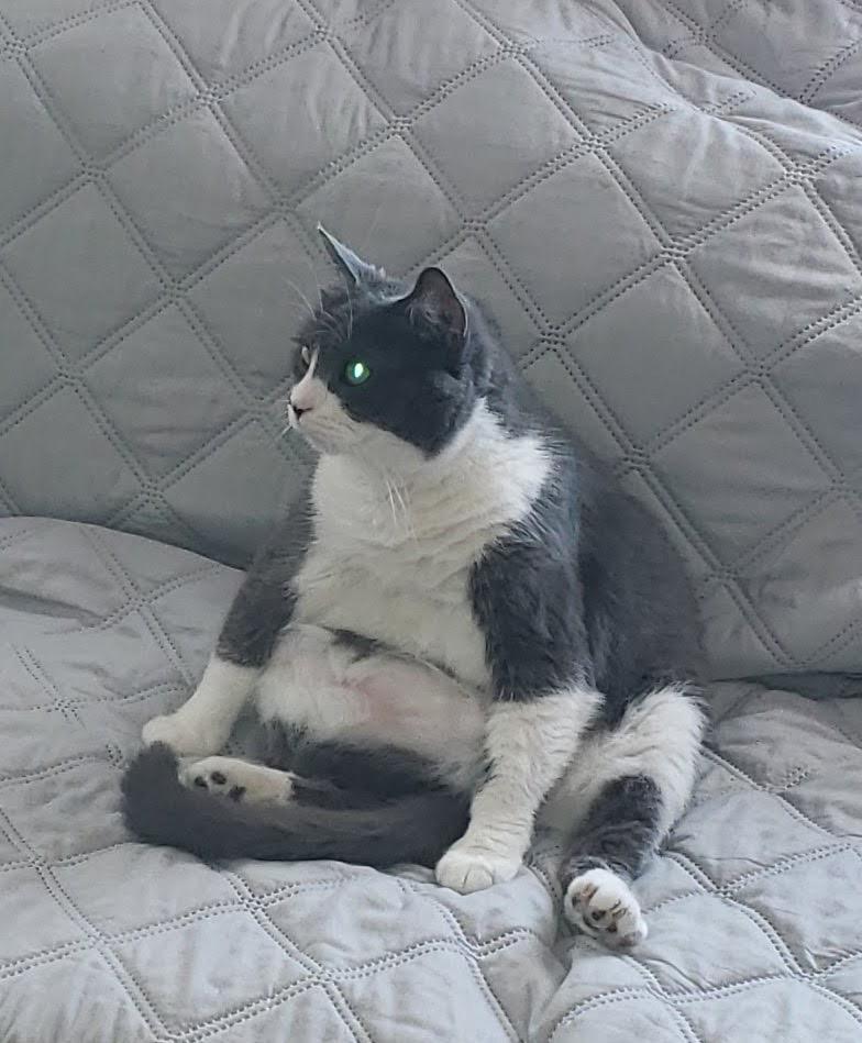 Pooh, an adoptable Domestic Short Hair in Acushnet, MA image 5/5