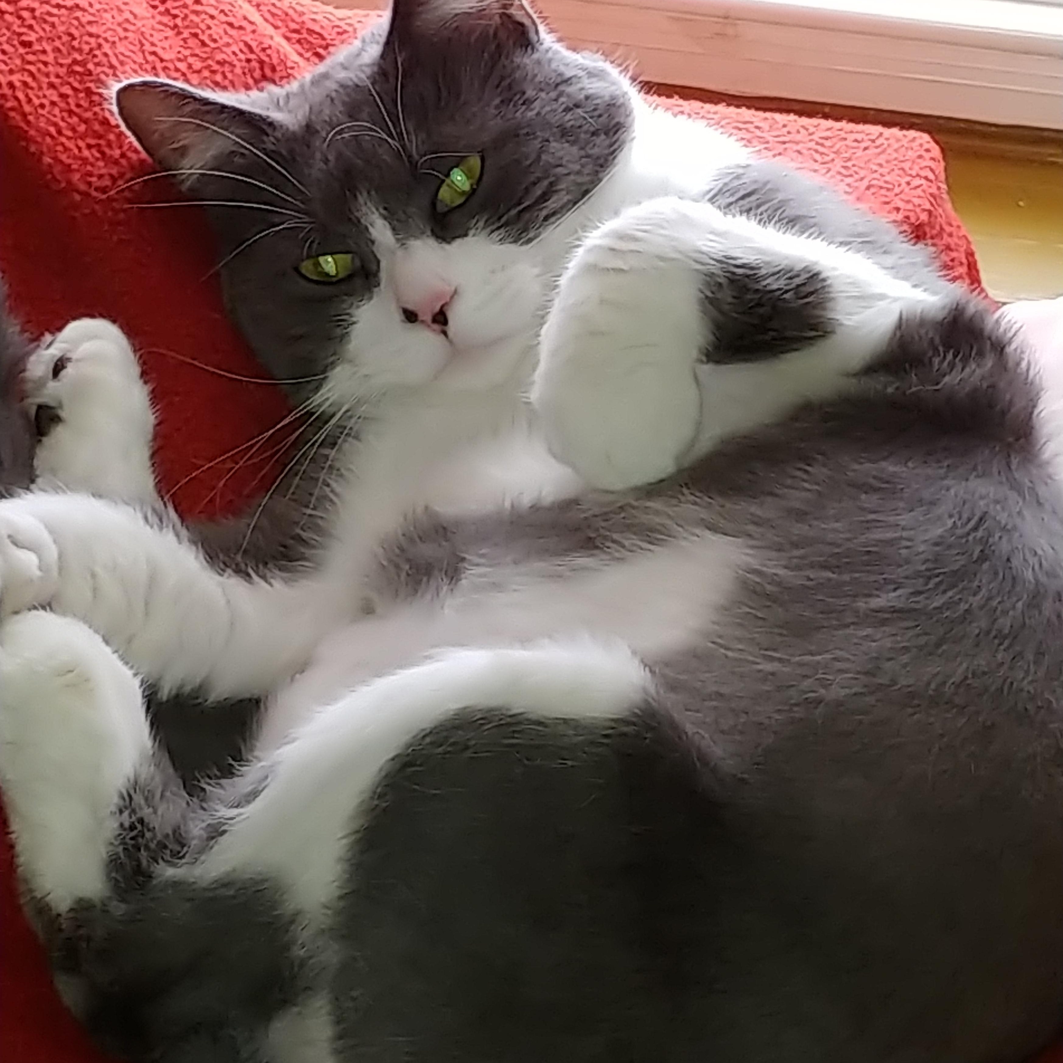 Pooh, adoptable, Senior Male Domestic Short Hair.