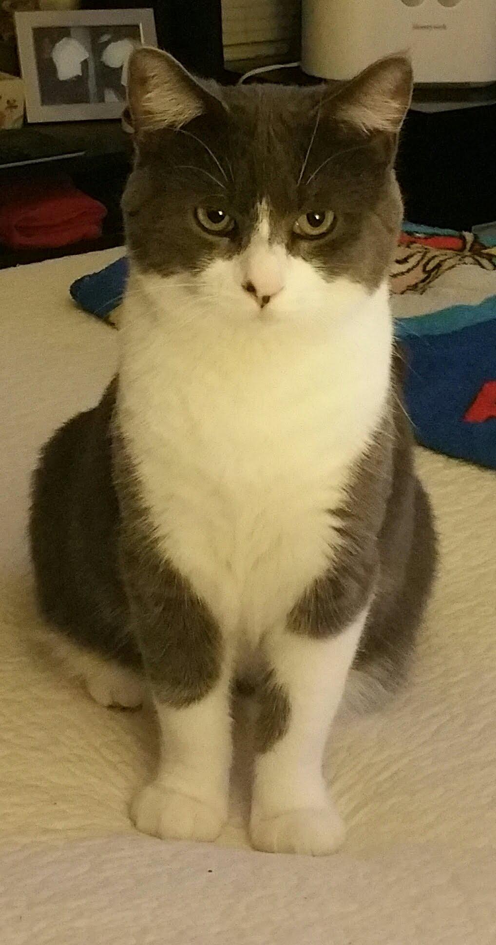 Pooh, an adoptable Domestic Short Hair in Acushnet, MA image 4/5