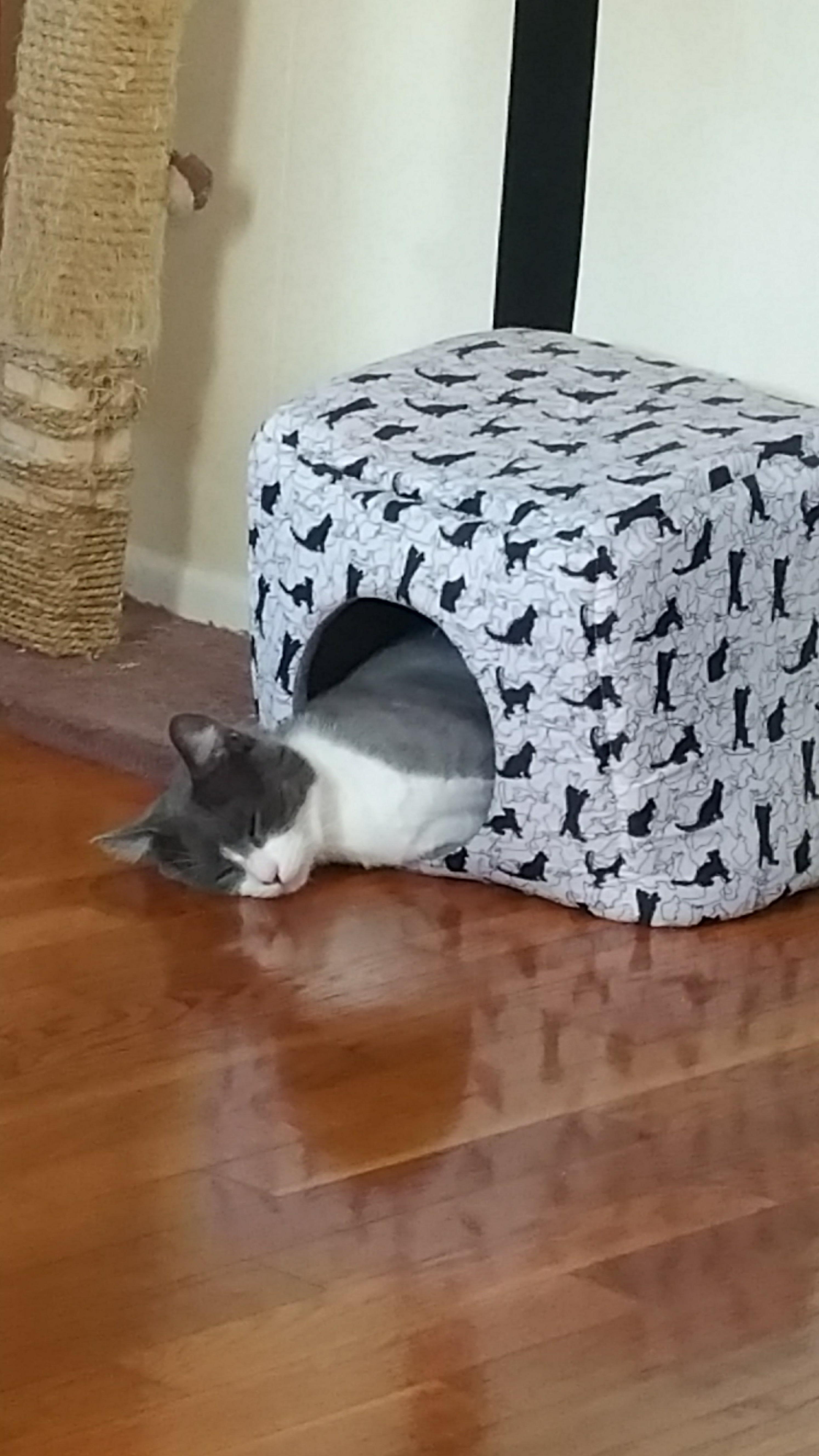 Pooh, an adoptable Domestic Short Hair in Acushnet, MA image 3/5
