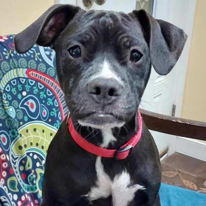 Pearl, a Adoptable mixed breed in Richmond, VA image 2/6