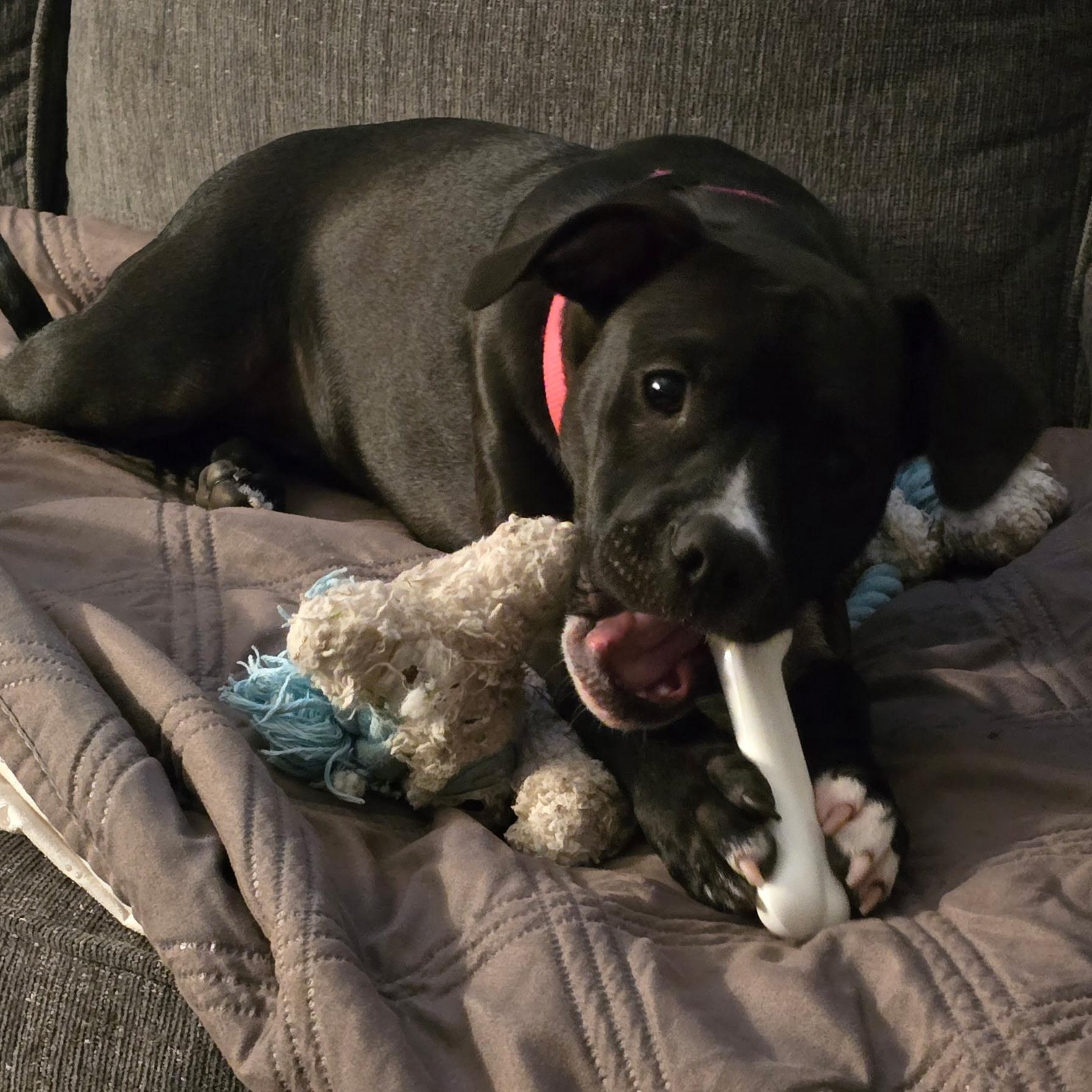 Pearl, a Adoptable mixed breed in Richmond, VA image 3/6