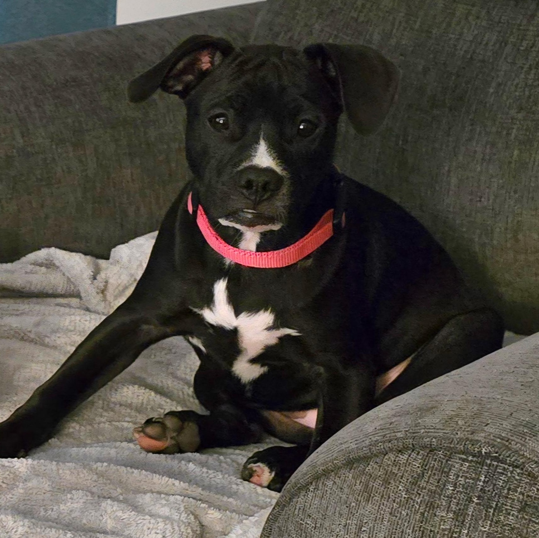Pearl, a Adoptable mixed breed in Richmond, VA image 4/6