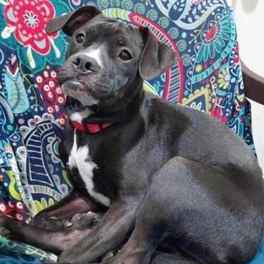 Pearl, a Adoptable mixed breed in Richmond, VA image 5/6